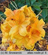 Rhododendron hort. Spanish Dancer