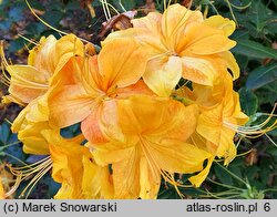 Rhododendron hort. Spanish Dancer