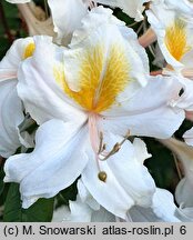 Rhododendron Cinzia