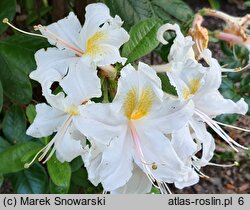 Rhododendron Cinzia