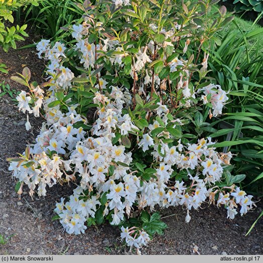 Rhododendron Cinzia