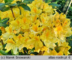 Rhododendron Marabella