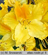 Rhododendron hort. Marabella