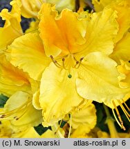 Rhododendron Marabella