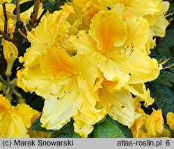 Rhododendron Marabella