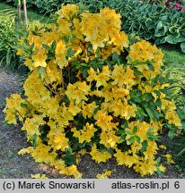 Rhododendron Marabella