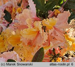 Rhododendron hort. Caparo