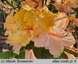 Rhododendron hort. Caparo