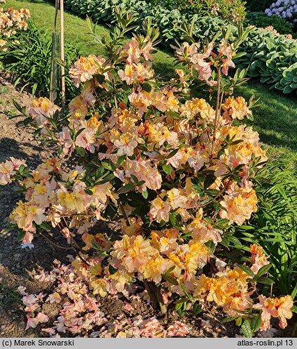 Rhododendron hort. Caparo