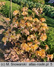Rhododendron hort. Caparo