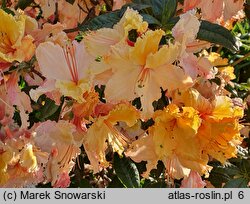 Rhododendron hort. Caparo