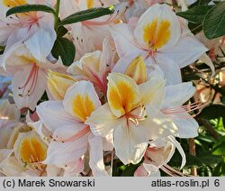 Rhododendron hort. Arima
