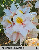 Rhododendron hort. Arima