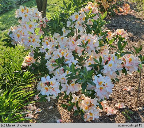 Rhododendron Arima