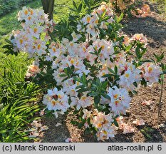 Rhododendron hort. Arima