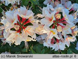 Rhododendron hort. Arima