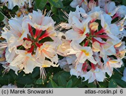 Rhododendron Arima