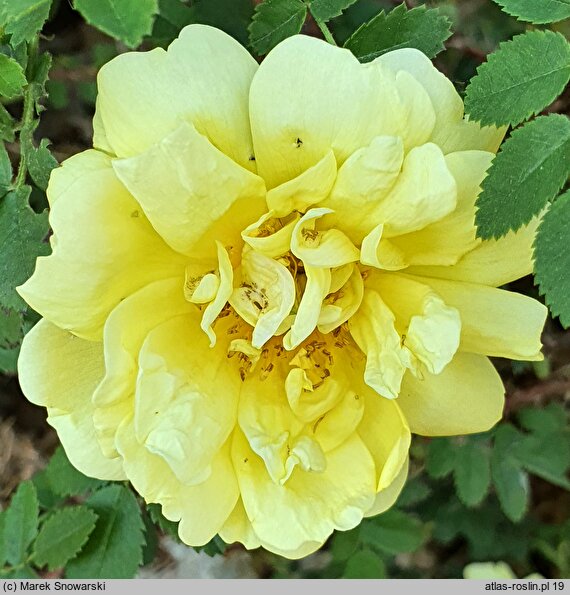 Rosa hort. Harison's Yellow