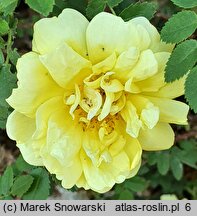 Rosa hort. Harison's Yellow
