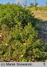 Rosa hort. Harison's Yellow
