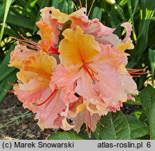 Rhododendron hort. Mayaro