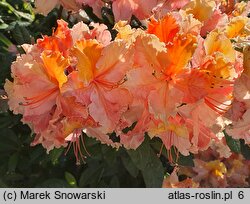 Rhododendron Mayaro