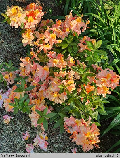 Rhododendron Mayaro