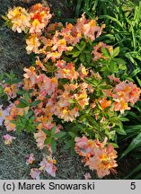 Rhododendron Mayaro