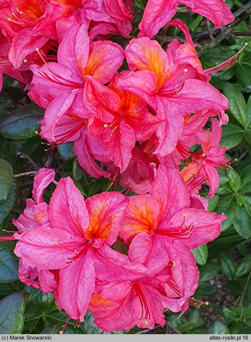 Rhododendron Toco