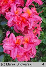 Rhododendron hort. Toco