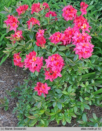 Rhododendron Toco