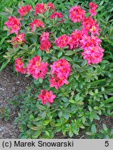 Rhododendron hort. Toco