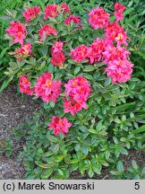 Rhododendron Toco