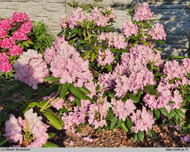 Rhododendron hort. Nr. 103