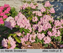 Rhododendron hort. Nr. 103