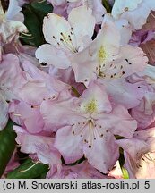 Rhododendron hort. Nr. 103