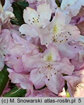 Rhododendron Nr. 103