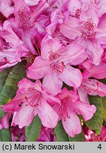 Rhododendron hort. Nr. 104