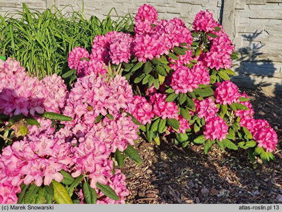 Rhododendron hort. Nr. 104