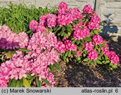 Rhododendron hort. Nr. 104