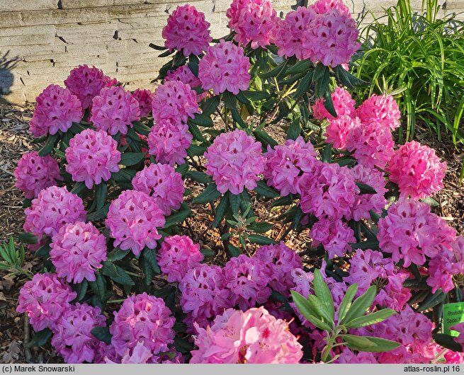Rhododendron hort. Nr. 105