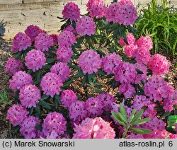 Rhododendron hort. Nr. 105