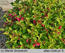 Weigela florida Ghost