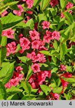 Weigela Bristol Ruby