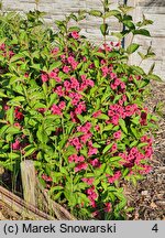 Weigela Bristol Ruby