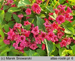 Weigela Bristol Ruby