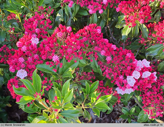 Kalmia latifolia Olympic Wedding