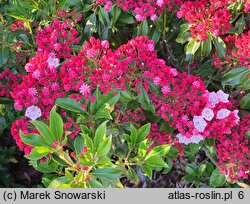 Kalmia latifolia Olympic Wedding