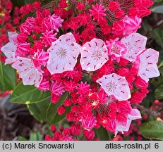 Kalmia latifolia Olympic Wedding