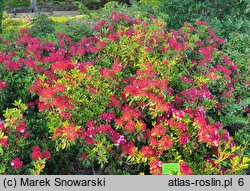 Kalmia latifolia Olympic Wedding